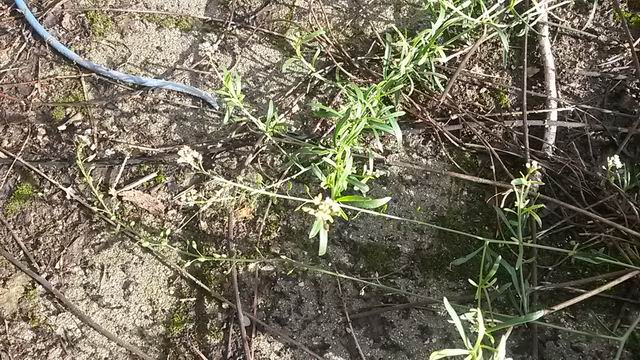 Lepidium graminifolium